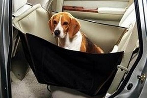 Перевозка собаки в машине: правила и приспособления - фото